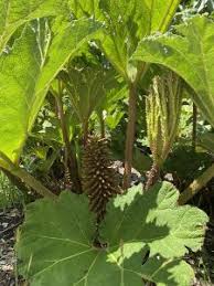 Image result for Gunnera