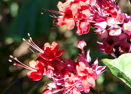 Image result for Clerodendrum fuscum