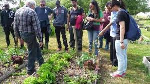 angers non le jardin de cocagne n est pas mort angers maville com