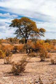 We did not find results for: Photographic Print Awesome South Africa Collection African Savanna Landscape V By Philippe Hugonnard 18x12in In 2021 Africa Background Landscape African Landscape