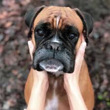 Lab Boxer Mix Facts Alpha Paw