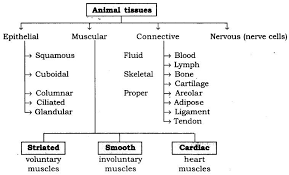 Ncert Solutions For Class 9 Science Chapter 6 Tissues