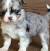 Long Haired Chihuahua Pomeranian Mix