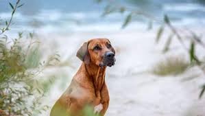 Image result for rhodéský ridgeback