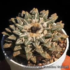 Image result for Kotschya carsonii