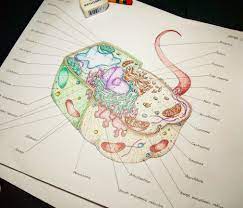For making photo to pencil sketch. Eukaryotic Cell Half Plant Cell And Half Animal Cell With Colour Drawing