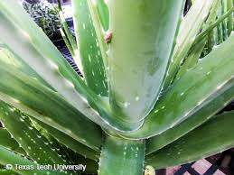 Image result for Aloe barendii