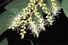 Image result for Copaifera baumiana