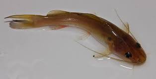 Begini cara bocah ini memancing ikan ! 15 Umpan Ikan Baung Paling Jitu Di Semua Tempat 100 Terbukti