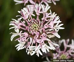 Marshallia mohrii, commonly known as mohr's barbara buttons, is a perennial herb of the aster family that grows on branching stems to 28 tall. Marshallia Barbara S Buttons