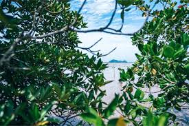 Multiple sizes available for all screen sizes. Cool Tree Leaves With An Island Far Away In The Background Fancycrave