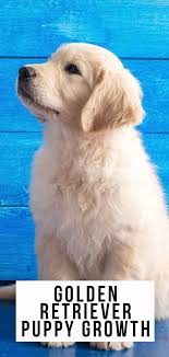 golden retriever puppy growth and development