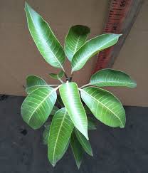 We did not find results for: 86 Gambar Daun Mangga Gambar Pixabay