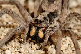 Though wolf spiders are venomous, their venom is usually not strong enough to harm people. 16 Interesting Wolf Spider Facts Factinformer