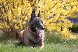 Shop for dog electric fences in dog gates, doors, and pens. Ask The Trainer Should I Use An Electric Or Invisible Fence For My Dog The Dogington Post