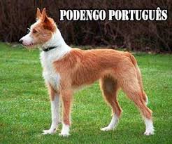 Primitive Dog Breeds Spitz Type Primitive Type