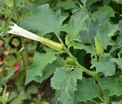 Image result for durman obecný květ