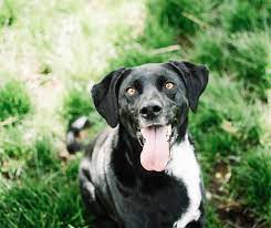 List of social media pages for weber county departments. Utah Animal Adoption Center Homepage Salt Lake City Utah