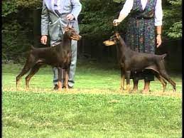 Standing at anywhere from 24 to 28 inches tall, the doberman pinscher is far from small. Doberman Pinscher Akc Dog Breed Series Youtube