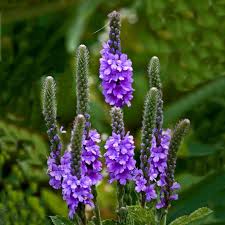 Image result for Verbena × teasii