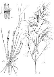 Image result for Aristida stipoides