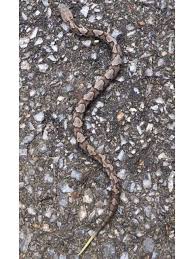 Frequently these snake will choose a house attic, crawlspace or basement. Venomous Snakes Reported On Trails In Lynchburg Now That Weather Is Warmer Wset