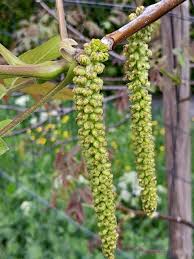 Image result for Juglandaceae