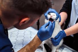 This is the newest place to search, delivering top results from across the web. Pet Dentistry Uae Pet Teeth Cleaning In Dubai Sharjah