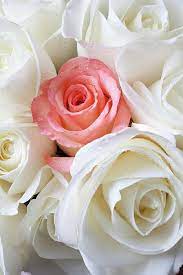 Pin On Shades Of White La Belle Couleur Blanche
