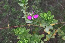 Image result for Polygala marensis