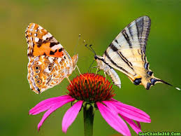 Kết quả hình ảnh cho bướm