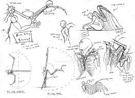 Image Result For Angel Wing Bone Structure Anatomy Art Wings Humanoid Sketch