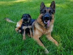 All of our puppies for sale are born and raised in our home. View Ad German Shepherd Dog Litter Of Puppies For Sale Near Missouri Rogersville Usa Adn 28034