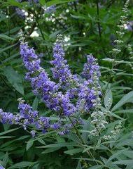 Image result for Vitex thyrsiflora