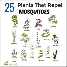 Maybe you would like to learn more about one of these? Mosquito Repellent Plants 25 Plants That Repel Mosquitoes Naturally
