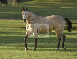 Warmblut kaufen und verkaufen pferde kaufen und pferde verkaufen auf europas führendem pferdemarkt Dappled Buckskin Palomino Quarter Pferd Hengst Leinwandbilder Bilder Schnelles Pferd Quarter Horse Wildleder Myloview De