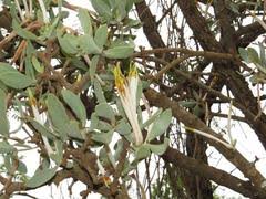 Image result for Plicosepalus amplexicaulis