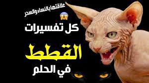 تفسير القطة في الحلم القطة السوداء والقطة البيضاء وكل تفسير القطط في المنام Youtube