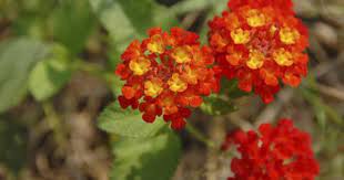 Pin On Lantana