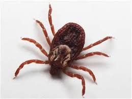 Tick Season Underway In Iowa Essex Independent Valleynewstoday Com