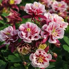 Image result for Aquilegia vulgaris `Tower Mix`