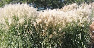 Image result for Miscanthus junceus