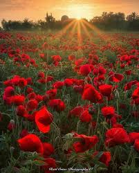 ربيع فلسطين Nature Beautiful Pictures Islamic Pictures
