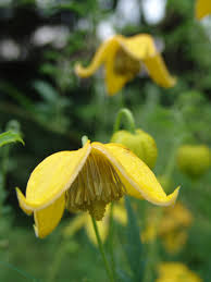 Check spelling or type a new query. Clematis Celebration Scott Arboretum