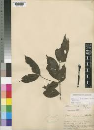 Image result for Rothmannia urcelliformis