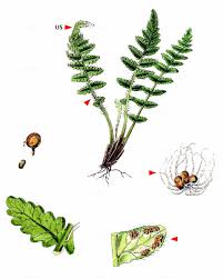 Image result for Woodsiaceae