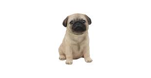 Image result for pug