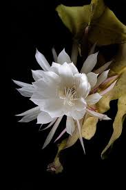 I was told it will bloom a very fragrant flower sometimes. Queen Of The Night Gorgeous Night Blooming Cactus Flower Image By Thericerocket26 Night Blooming Flowers Unusual Flowers Blooming Cactus
