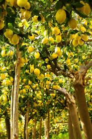 When your landscape gives you lemons, you'll be able to make lemonade! Lemon Tree Lemon Tree Lemon Flowers Fruit Garden