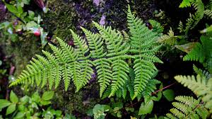 Image result for Adiantaceae